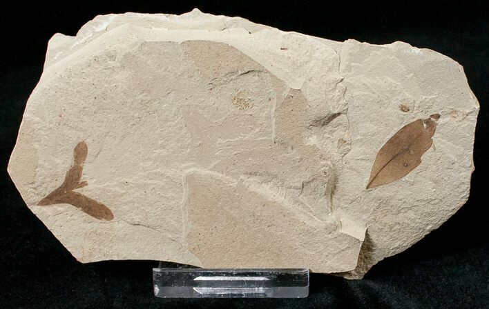 Fossil Cardiospermum (Balloon Vine) & Persea (Laurel) Leaves - Green River Formation #16760